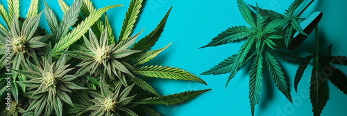 cannabis on a blue background