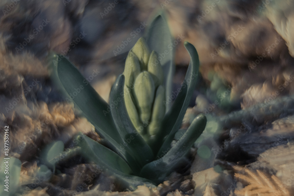 Spring flowers in macro photos.