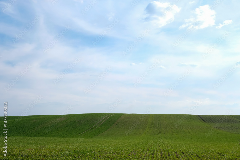 Obraz premium Winter wheat field in spring. Wheat field hills. Future harvest and forecast. Evening golden hour. Copy space.