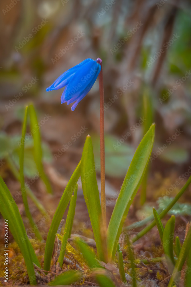 Spring flowers in macro photos.