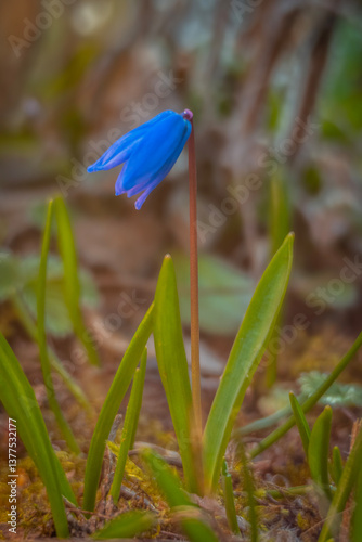Spring flowers in macro photos.