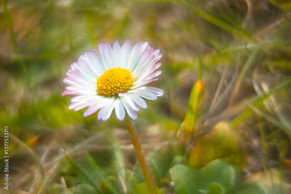 Spring flowers in macro photos.