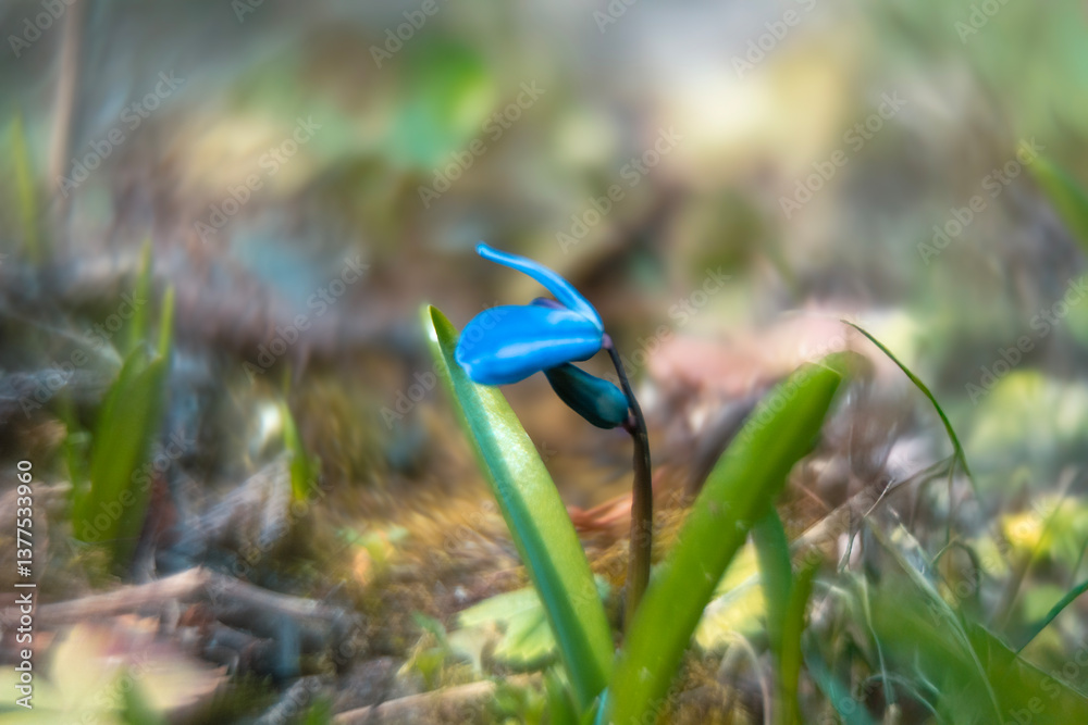 Spring flowers in macro photos.
