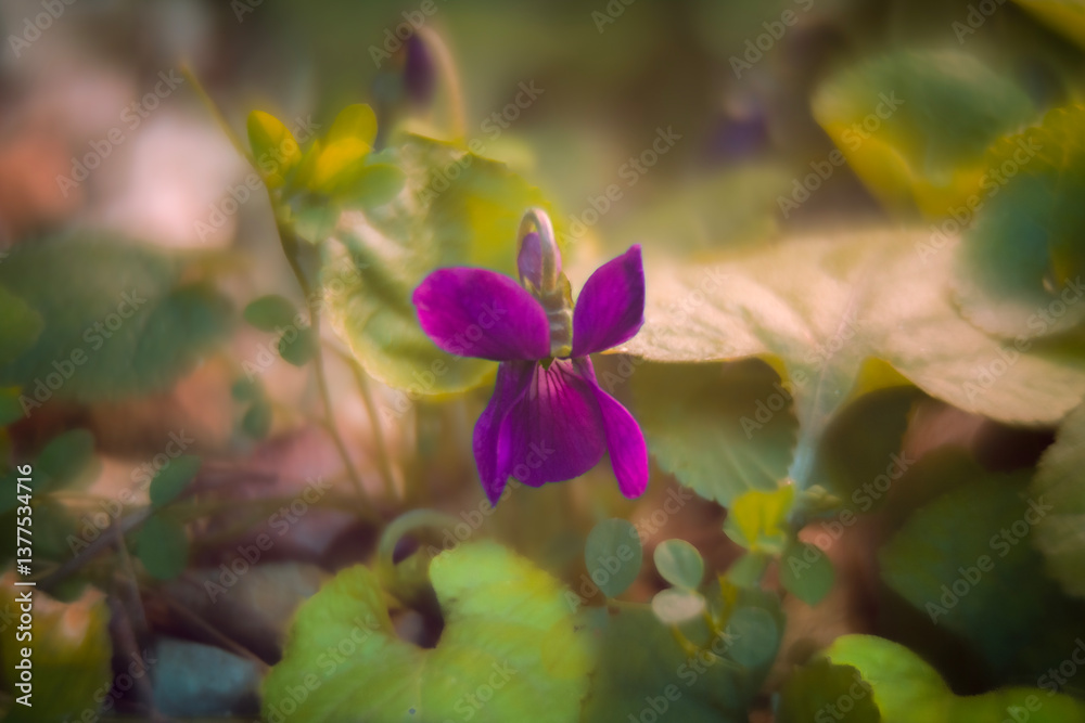 Spring flowers in macro photos.