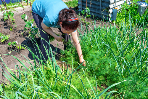A female gardener removes the young dill plants from a bed of garlic