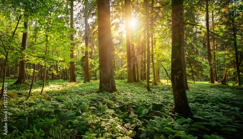 Wallpaper Mural Captivating forest view with sunlight dappled through leaves creating a magical and warm atmosphere Torontodigital.ca