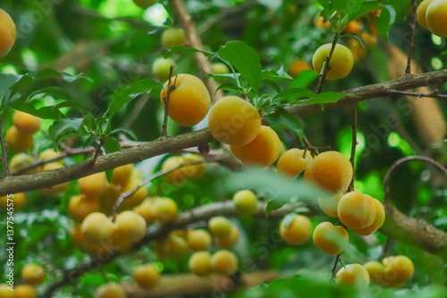 Wallpaper Mural Fresh yellow plums on a branch with a greenery background, a summer fruit harvest in the orchard. Torontodigital.ca