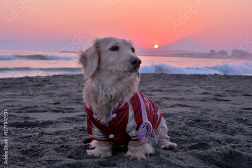 夕陽と富士山のシルエットをバックに映る犬