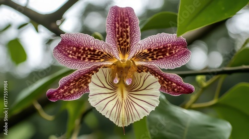 Close-up of a vibrant orchid in a greenhouse photo