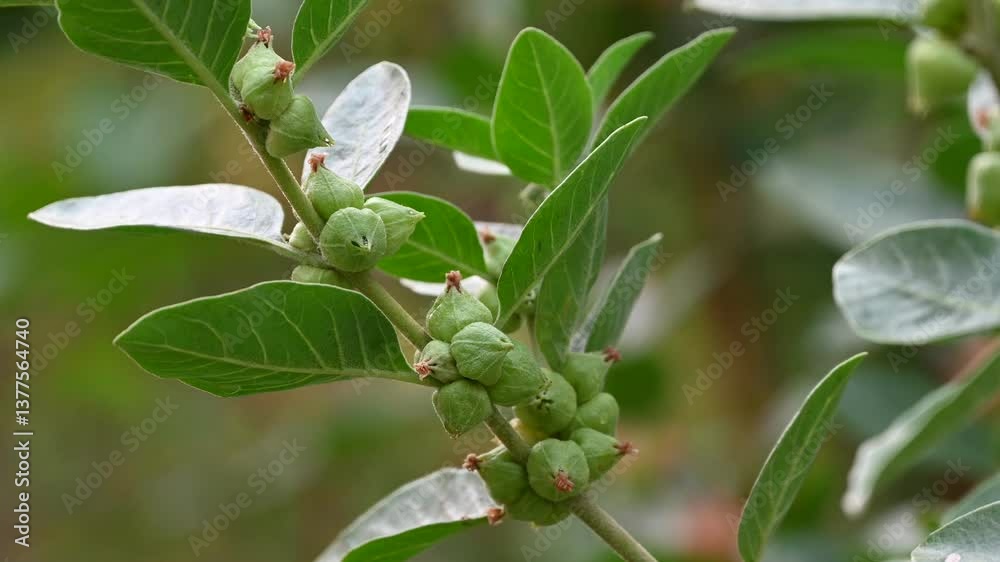 ashwagandha, ayurvedic, india, healthcare, growing, glucose, energy, immune system, herbal, withania somnifera plant, vegetable, ripe, nature landscape, natural, macro, indian medicine plant, increase ashwagandha, ayurvedic, india, healthcare, growing, glucose, energy, immune system, herbal, withania somnifera plant, vegetable, ripe, nature landscape, natural, macro, indian medicine plant, increase