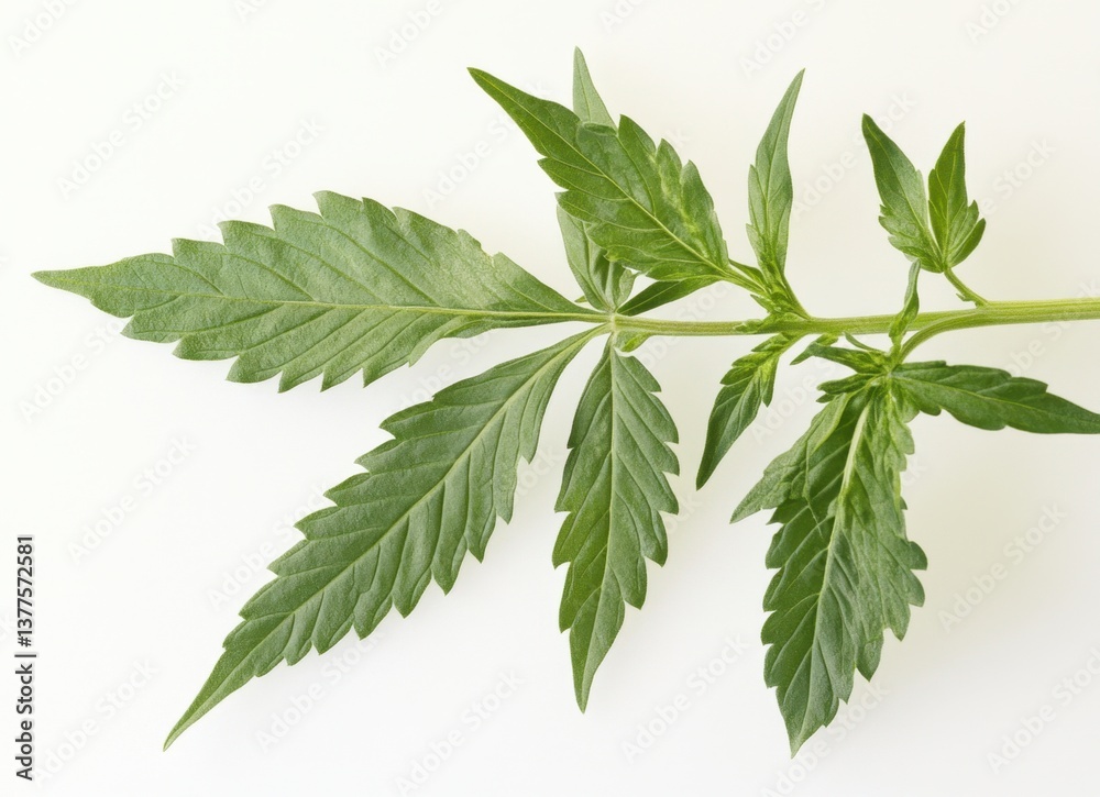 Cannabis Leaf Close Up on White Background for Medical Research Cannabis Leaf Close Up on White Background for Medical Research