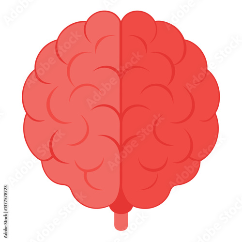 Human brain top and of side view on white background. 