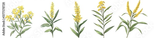Yellow wildflowers, botanical illustration, isolated