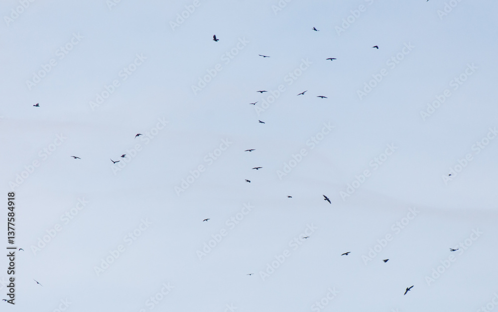 A flock of birds flying in the sky A flock of birds flying in the sky