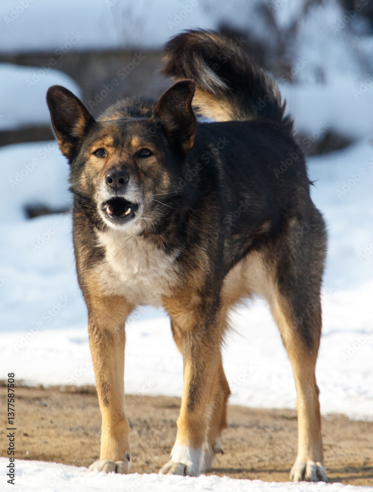 A dog with a black and brown coat stands in the snow A dog with a black and brown coat stands in the snow
