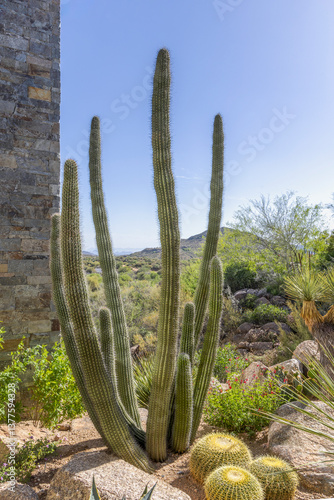 Organ pipe cactus thriving in a desert environment vertical