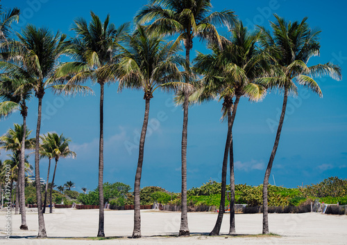 Fototapeta Naklejka Na Ścianę i Meble -  palm trees on the beach in miami