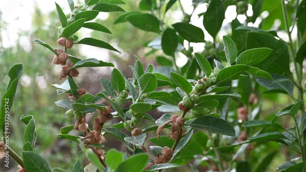 ashwagandha, ayurvedic, india, healthcare, growing, glucose, energy, immune system, herbal, withania somnifera plant, vegetable, ripe, nature landscape, natural, macro, indian medicine plant, increase ashwagandha, ayurvedic, india, healthcare, growing, glucose, energy, immune system, herbal, withania somnifera plant, vegetable, ripe, nature landscape, natural, macro, indian medicine plant, increase