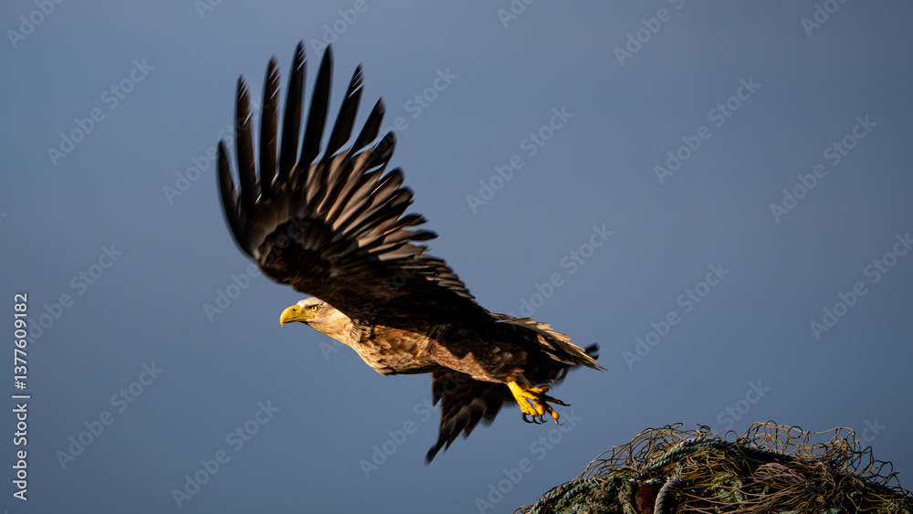 Obraz premium 背景がグレーのグラデーションで夕日を浴びて網の山から羽を大きく広げ飛び立つワシの姿。グレーの背景でワシは左側で左側を向いて飛び立つ姿のワイド構図です。