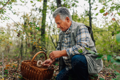 Senior mycologist picking mushrooms in forest with wicker basket