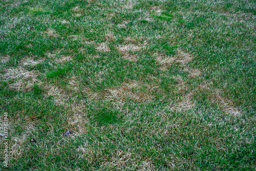 Wallpaper Mural Spots on the lawn after winter. Dry gaps in the grass in spring. Care for a sick lawn Torontodigital.ca