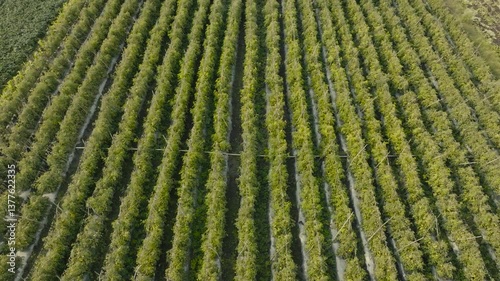 A stunning top-down view of an expansive agricultural field Green Crops displaying neat and organized crop rows, symbolizing precision farming and sustainable agriculture