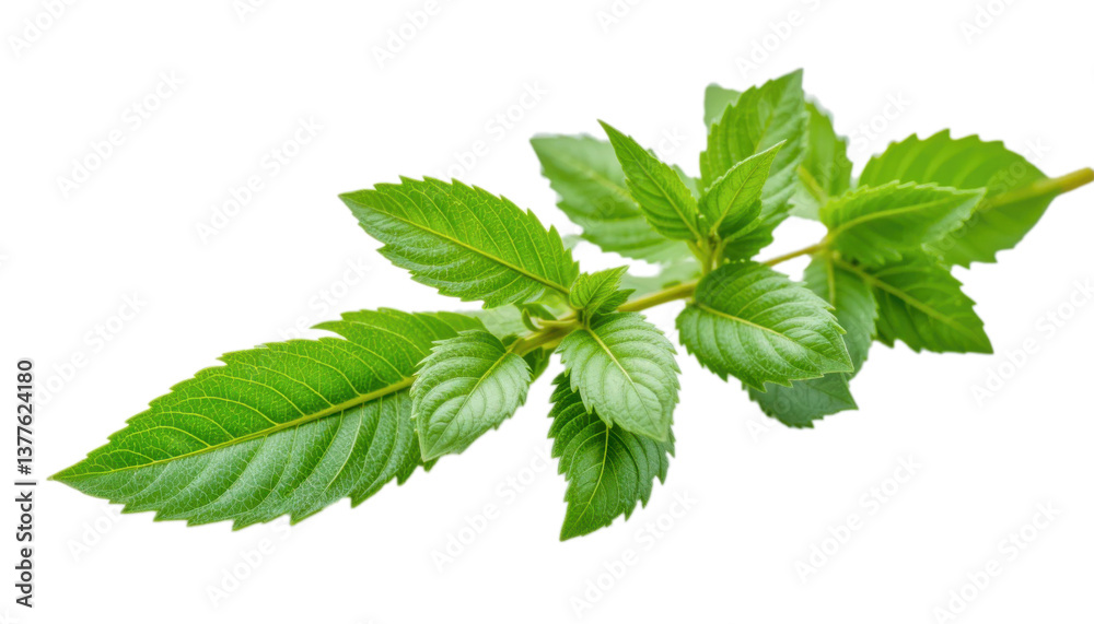 A close-up showcases a lush sprig of vibrant green mint leaves, sharply detailed against a clean white background. The image evokes freshness and natural vitality. A close-up showcases a lush sprig of vibrant green mint leaves, sharply detailed against a clean white background. The image evokes freshness and natural vitality.