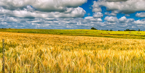 Agricultural landscape with rolls of haystacks on horizon. Rich harvesting co...