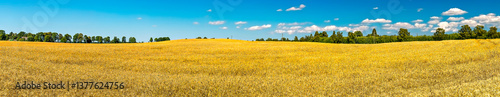 Panorama. Agricultural summer landscape with field of ripening wheat