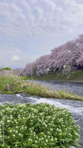 Urui River Sakura and white flower where the petals of the cherry blossom are falling with a view of the mountains and Mount Fuji behind in Shizuoka, Japan.