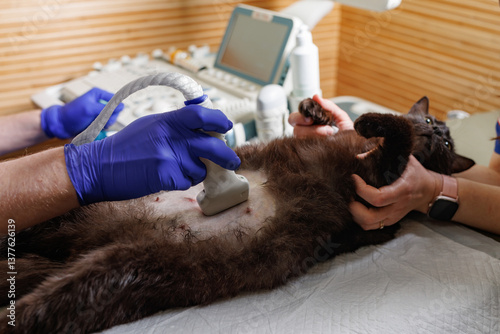 Cat undergoing ultrasound exam by vet, diagnostic imaging in veterinary clinic.
