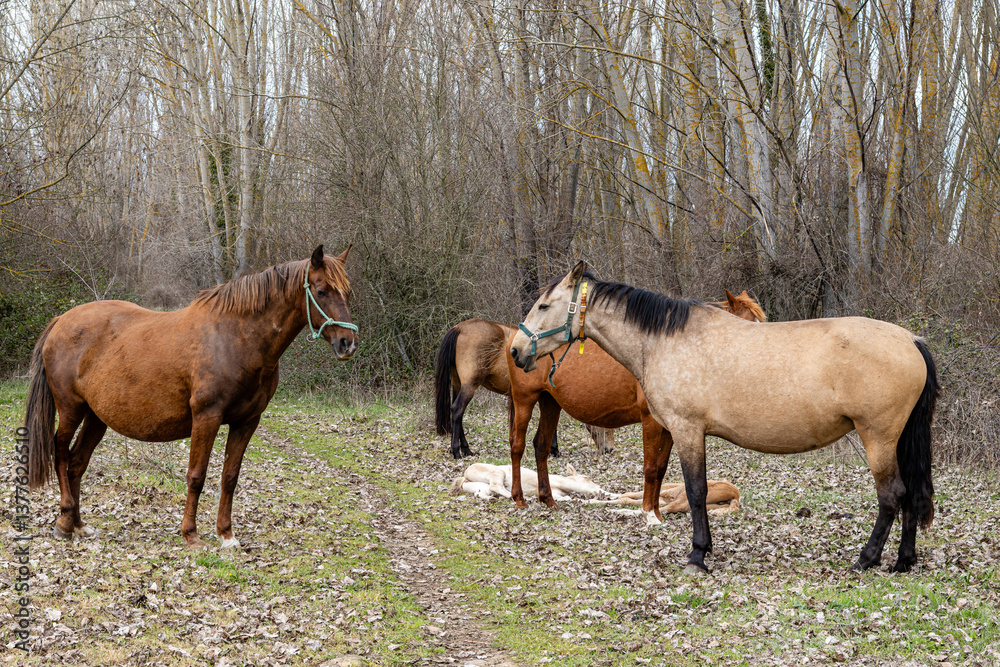 Obraz premium Mares with their foals lying in the grass in the forest. Horses. Livestock.