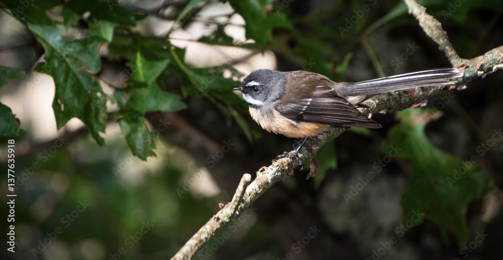 Fantail, or piwakawaka, perched on a branch Fantail, or piwakawaka, perched on a branch