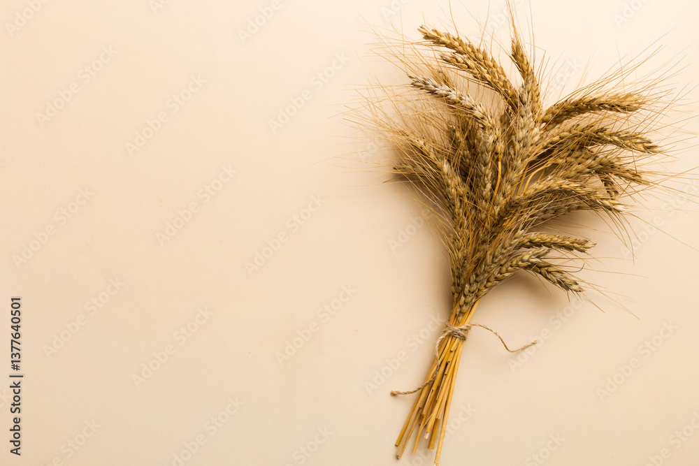 Fototapeta premium Sheaf of wheat ears close up and seeds on colored background. Natural cereal plant, harvest time concept. Top view, flat lay with copy space. world wheat crisis