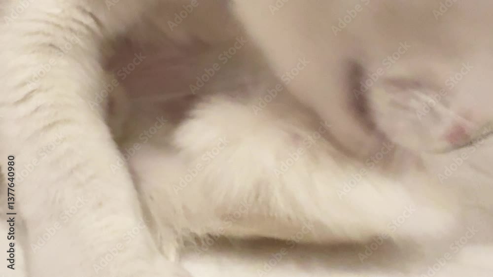 A Khao Manee cat is lying on the bed. A Khao Manee cat is lying on the bed.