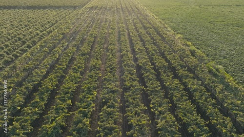 aerial drone view of Vibrant lush green vineyard rows stretch into the distance under warm golden sunset light, portraying agricultural beauty and nature's bounty