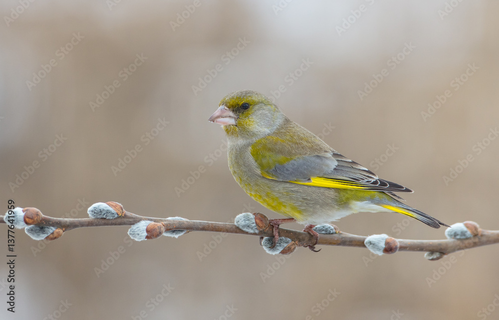 Fototapeta premium European Greenfinch in spring at a wetland