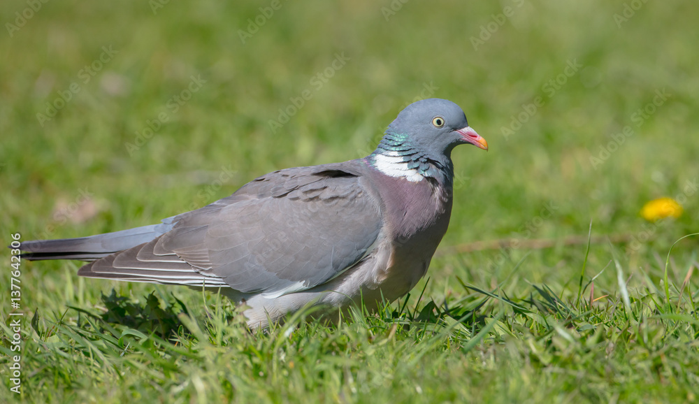 Common wood pigeon - in a city park in spring Common wood pigeon - in a city park in spring
