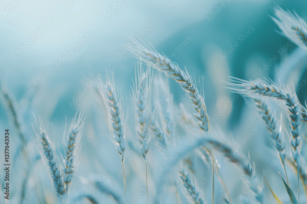 Beautiful nature background with close up of Ears of ripe wheat on Cereal field, place for text close up, fame. Agriculture farm and farming concept, banner Beautiful nature background with close up of Ears of ripe wheat on Cereal field, place for text close up, fame. Agriculture farm and farming concept, banner