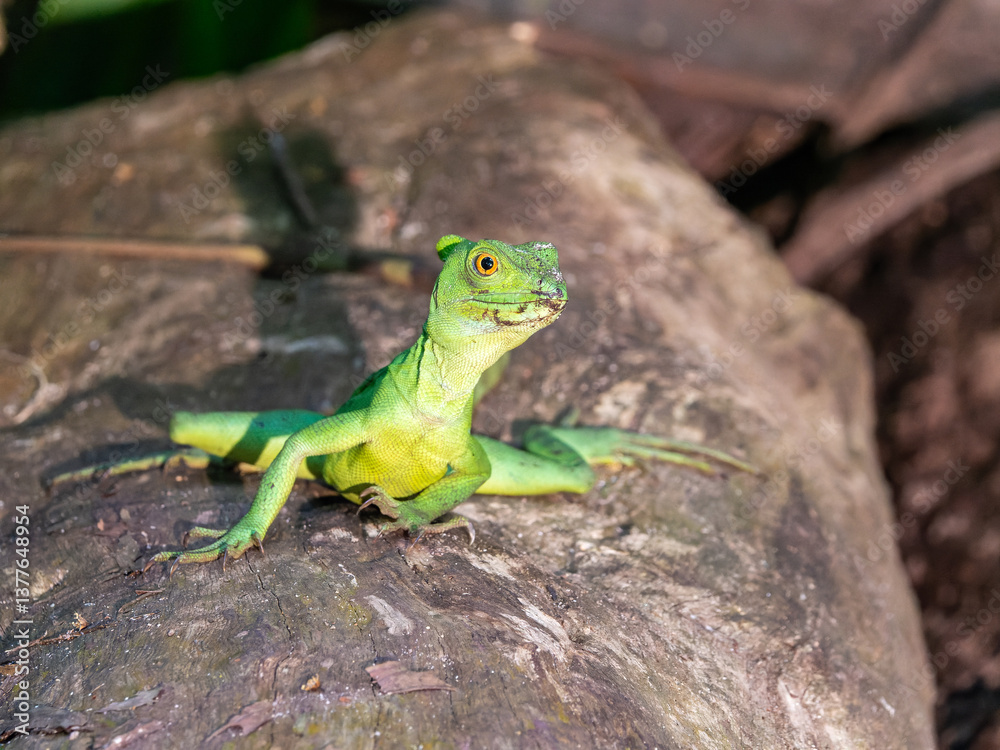 Stirnlappenbasilisk frontal Stirnlappenbasilisk frontal