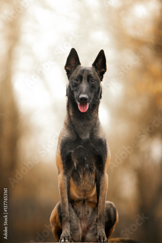 belgian shepherd dog