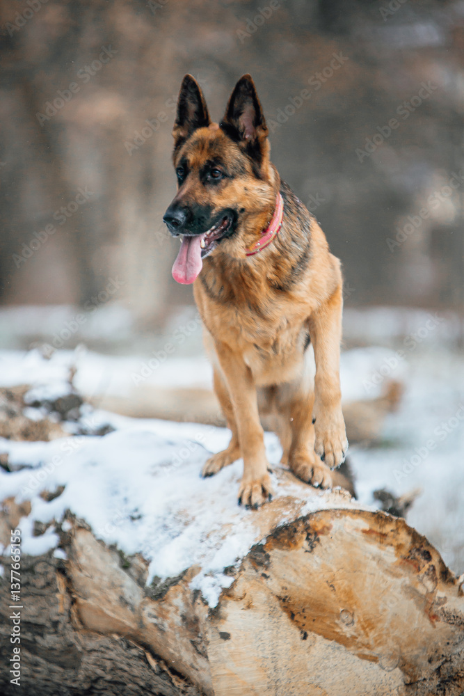Naklejka premium german shepherd dog in snow