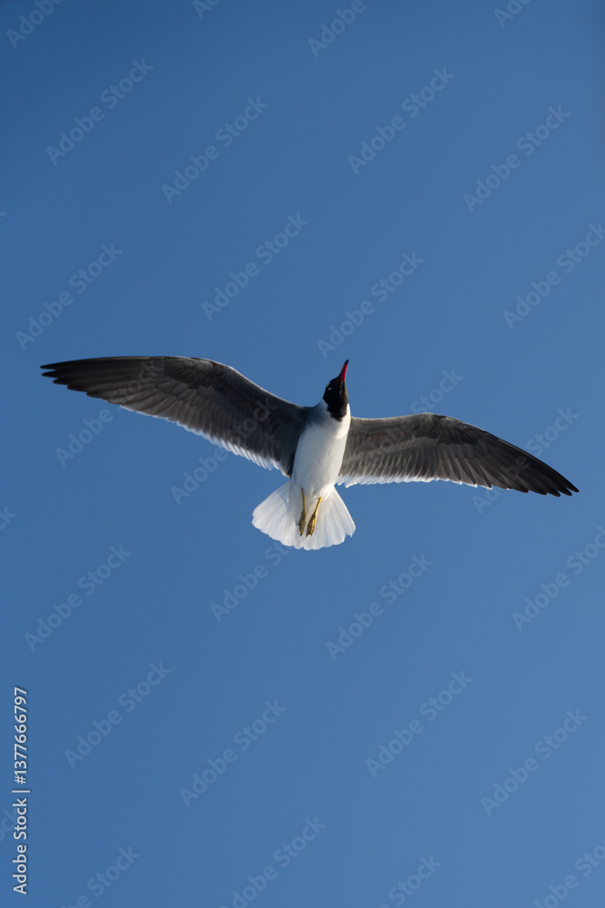 Obraz premium a white-eyed gull in flight