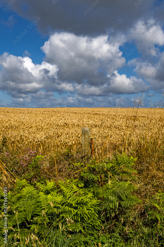 Obraz premium A field of golden wheat with ears of wheat ready for harvest. The scene evokes a peaceful rural atmosphere with a dramatic touch brought by the clouds in Brittany, France.