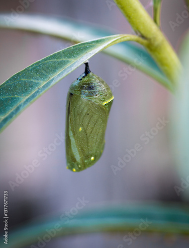 closeup of monarch chrysalis on swan plant