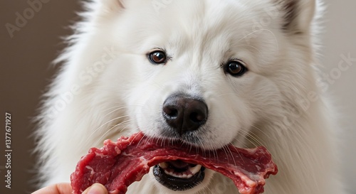 Fluffy white dog gently holds raw meat warm lighting creates a calm mood. AI Generated photo