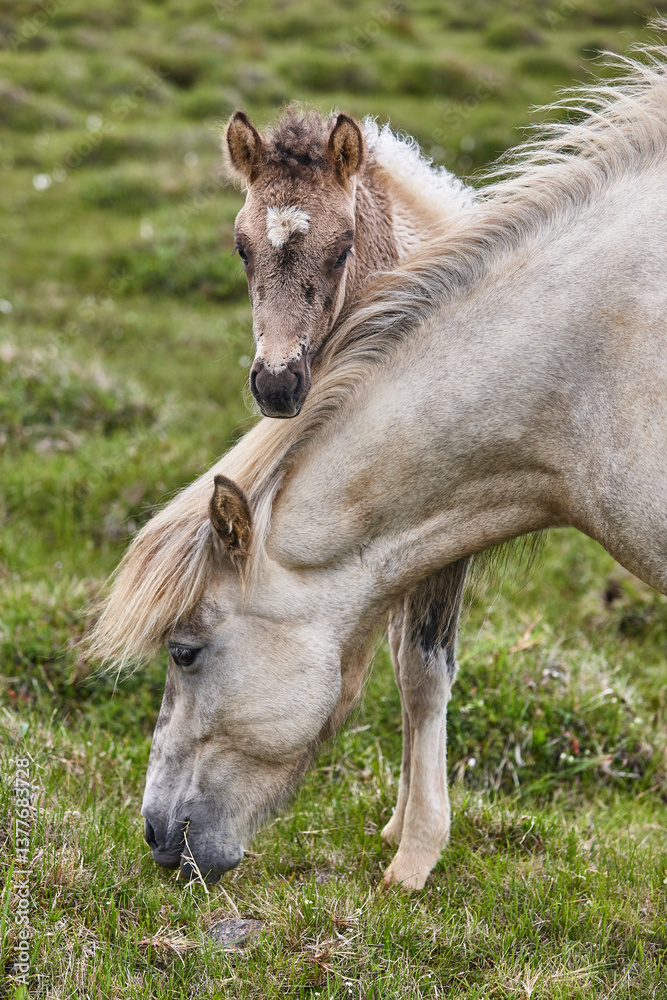 Icelandic colt with her mother. Vatnsnes Peninsula. Iceland
