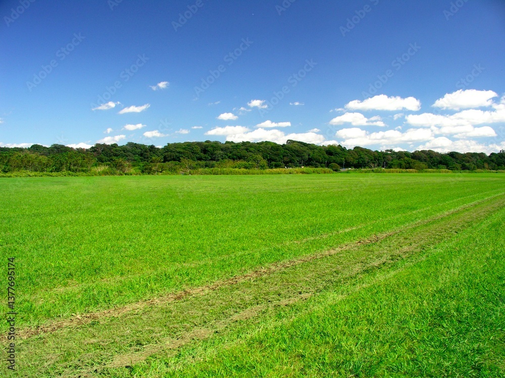 Obraz premium 秋の江戸川河川敷の野原風景