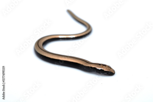 Εκτύπωση καμβά Close up of a baby slow worm snake isolated on a white background