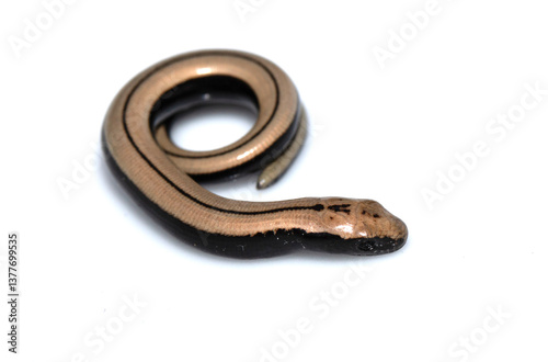 Obraz na plátně Close up of a baby slow worm snake isolated on a white background